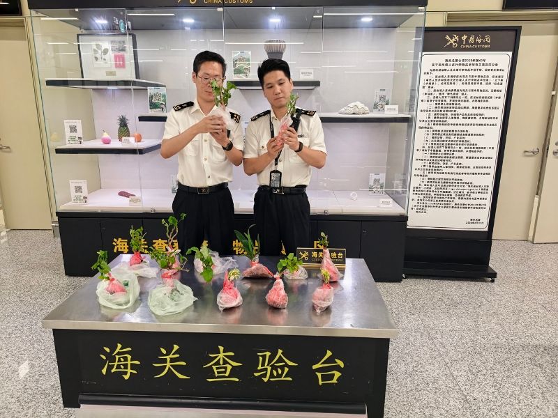 机场海关查获旅客携带种苗进境