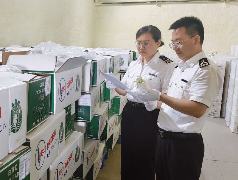 榆林海关护航定边白萝卜首销中国台湾市场