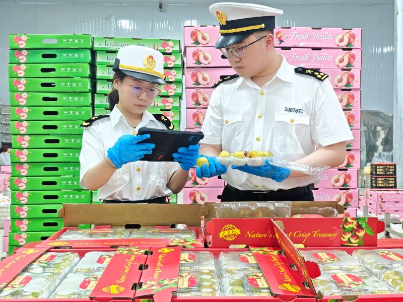 渭南海关查验出口大荔冬枣